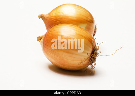 Deux oignons sur fond blanc Banque D'Images