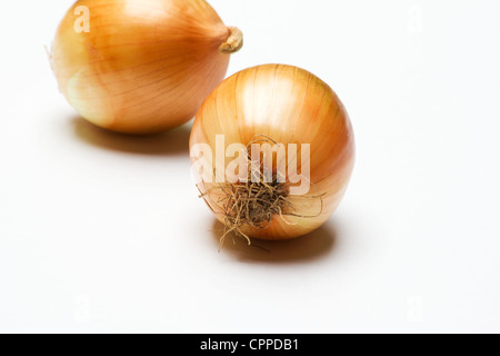 Deux oignons sur fond blanc Banque D'Images