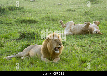 Lion et lionne fixant Banque D'Images