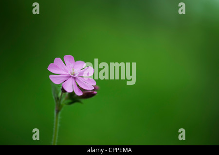 Silene dioica. Red Campion. Wildflower Banque D'Images