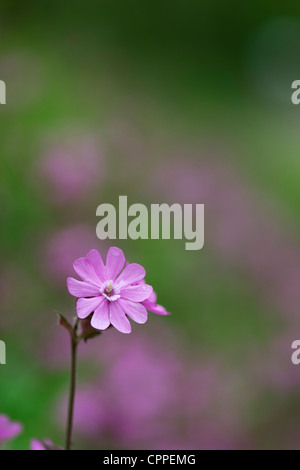 Silene dioica. Red Campion. Wildflower Banque D'Images