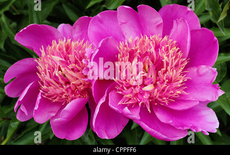 Deux fleurs de pivoines rose close up Peonia Banque D'Images