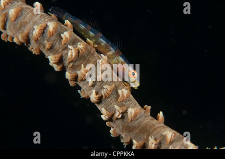 Corail fouet (Bryaninops yongei) dans le Détroit de Lembeh Indonésie Banque D'Images