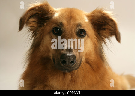 Portrait d'un chien de taille moyenne, brun doré dans un studio. Banque D'Images