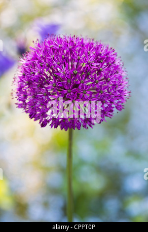 Allium hollandicum 'Purple Sensation'. L'oignon d'ornement fleur en face de fleurs ne m'oublie pas Banque D'Images