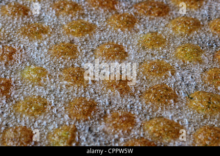 Boules de Falafel Taamiya ou être frit dans un grand bol d'huile bouillante à un restaurant égyptien au Caire. L'Égypte Banque D'Images