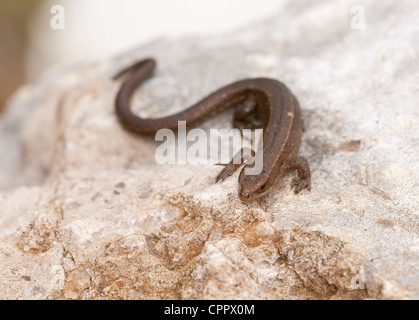 Commune ou vivparous Lacerta vivipara / Zotoca vivipara lizard Banque D'Images