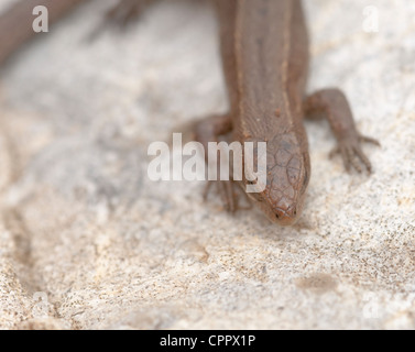 Commune ou vivparous Lacerta vivipara / Zotoca vivipara lizard Banque D'Images