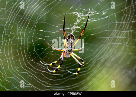 Ces araignées golden spin threads et d'énormes nappes jusqu'à 1 mètre de diamètre qui sont très fortes et parfois attraper les petits oiseaux. Banque D'Images
