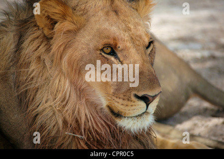 Un lion repose dans la chaleur de l'après-midi d'Etosha Banque D'Images