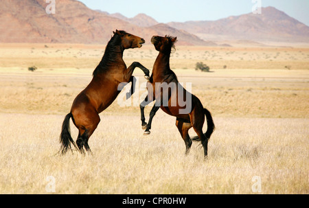 Deux étalons sauvages debout à l'autre dans une grande manière lorsque des dirigeants d'un petit groupe de juments est remise en question. Banque D'Images