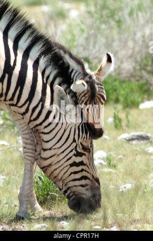 Les nouveau-nés Zebra foal nuzzles sa mère pour le confort Banque D'Images