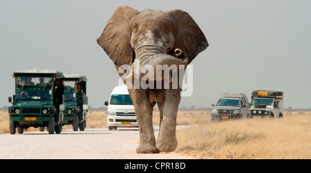 Un éléphant mâle solitaire régulant le trafic dans le parc national d'Etosha, Namibie. Banque D'Images