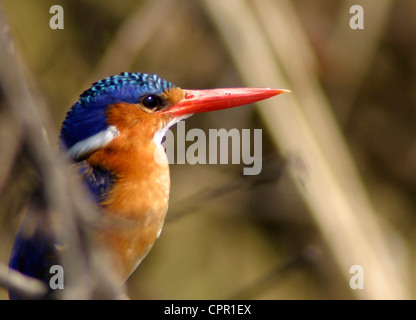 King Fisher Malachite perché et l'attente Banque D'Images