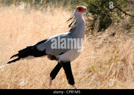Secrétaire d'un oiseau dans le bush sur le bord de la cuvette d'Etosha Banque D'Images