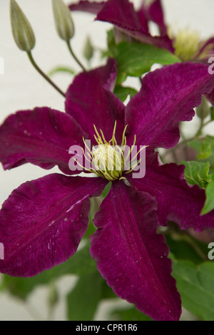 Floraison rouge clematis niobe Banque D'Images