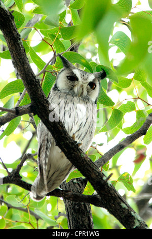 Le sud de l'White-Faced Skops Owl dans Etosha National Park Banque D'Images