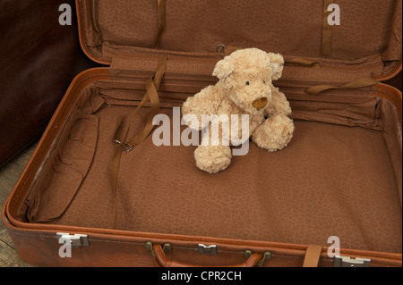 Ours assis dans sur une vieille valise en cuir Banque D'Images