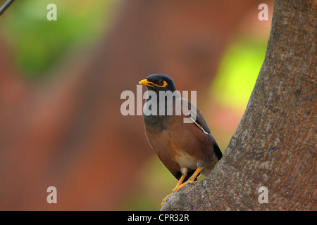 Jungle Myna Acridotheres fuscus (sur un arbre) Banque D'Images