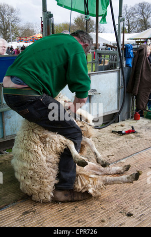 D'un cisaillement des moutons à Leyburn food festival 2012 Banque D'Images