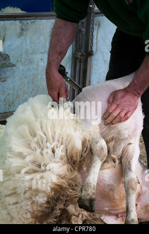 D'un cisaillement des moutons à Leyburn food festival 2012 Banque D'Images