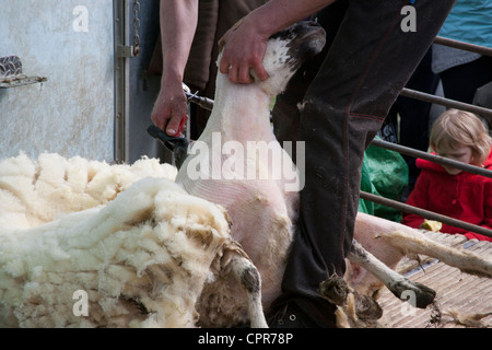 D'un cisaillement des moutons à Leyburn food festival 2012 Banque D'Images