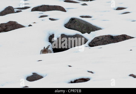 Lièvre endormi dans la neige couverts champ de blocs Banque D'Images