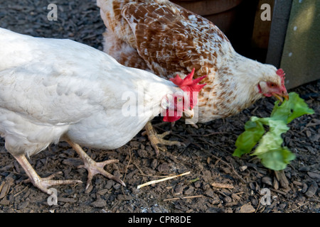 Free Range chickens (variété orange marron et blanc star) de manger des feuilles vertes dans jardin local à Bristol, Royaume Uni Banque D'Images