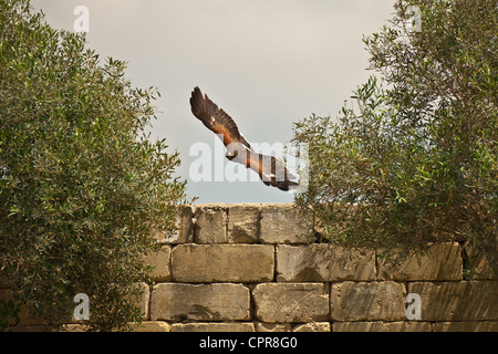 Harris Hawk survolant mur de pierre Banque D'Images