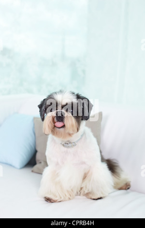 Shih-tzu dog sitting on sofa Banque D'Images