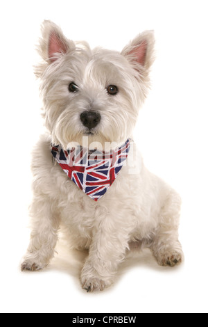 West Highland White Terrier chien avec union jack bandana Banque D'Images