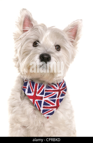 West Highland White Terrier chien avec union jack bandana Banque D'Images