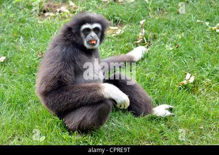 Gros plan du gaucher blanc gibbon (Hylobates lar), Sitting on grass Banque D'Images