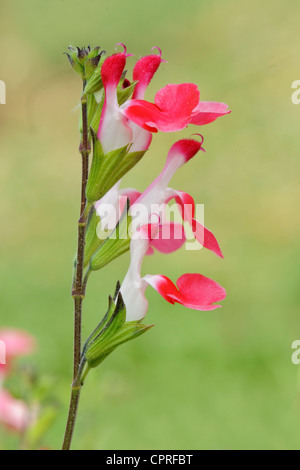 Close up de la salvia microphylla Hot Lips sur fond vert. Banque D'Images