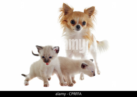 Chihuahua pure race avec chaton siamois in front of white background Banque D'Images