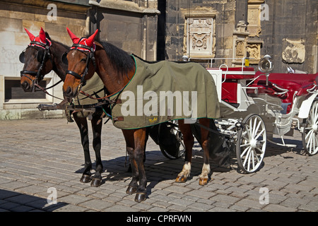 Deux chevaux Fiaker wit leur transport en face de la cathédrale Saint-Étienne à Vienne Banque D'Images