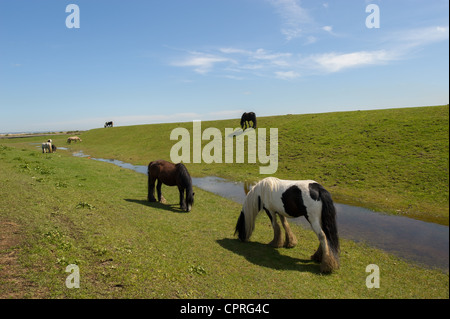 L'été sur la péninsule de Hoo, North Kent, Royaume-Uni Banque D'Images