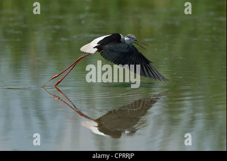 Un Black-winged Stilt taking off Banque D'Images