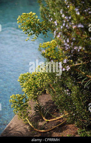 Un Rosemary bush avec saillie de l'Euphorbe ésule par une pièce d'eau dans un jardin Anglais UK Banque D'Images