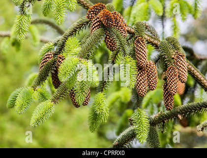 Cônes de Sapin Abies alba, ainsi que les feuilles vertes dans une forêt galloise Banque D'Images