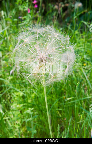 Le pissenlit (Taraxacum officinale) Banque D'Images