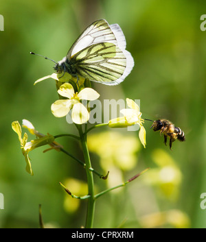 Papillon blanc veiné vert Pieris napi et flying bee se nourrissant de fleurs jaunes de chou sauvage Banque D'Images