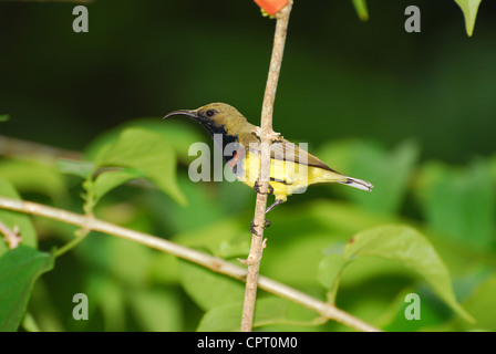 Nectarinia souimanga à dos olive jugularis Banque D'Images