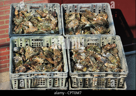 L'huître japonaise en plastique dans les bacs de stockage à Oyster Farm à Yerseke connu pour son aquaculture en Nouvelle-Zélande, Pays-Bas Banque D'Images