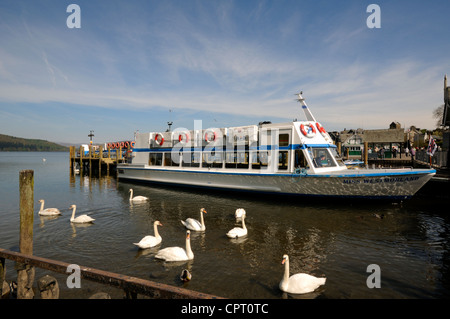 Le Cygne tuberculé (Cygnus olor) aux côtés de 'Miss' Westmorland traversier sur le lac Windermere à Bowness-on-Windermere en Cumbria, Angleterre. Banque D'Images