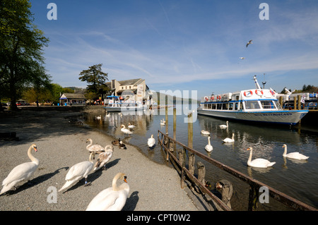 Le Cygne tuberculé (Cygnus olor) sur les quais et en mer comme sur le lac Windermere à Bowness-on-Windermere en Cumbria, Angleterre. Banque D'Images