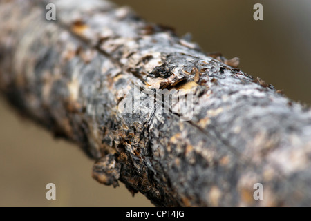 L'écorce des arbres - Rocky Mountain National Park - Grand Lake, Colorado USA Banque D'Images
