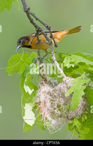 Femelle Baltimore Oriole oiseau chanteur avec Nest matériel construisant son nid - vertical Banque D'Images