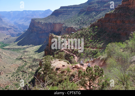 Randonnée muletière, Bright Angel Trail, le Parc National du Grand Canyon, Arizona, USA Banque D'Images