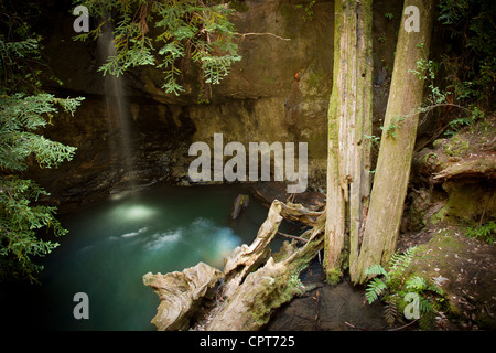 Redwood Falls. Big Basin Redwood State Park, Californie. Banque D'Images